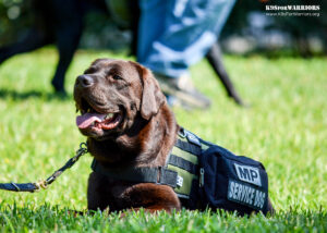 K9 service dog laying in grass field
