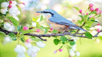 blue bird on tree branch