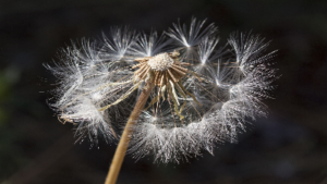 photo of dandelion that has gone to seed with seeds falling off the stem