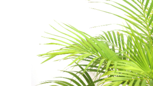 photo of palm plant leaves