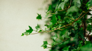 photo of ivy plant