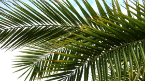photo of palm leaves