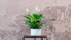 photo of peace lily plant with white blooms in a pot on a table