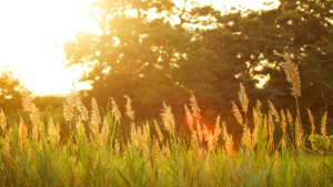 photo of grassy area with trees and sun in the background