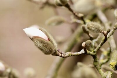 Image shows a flower blooming