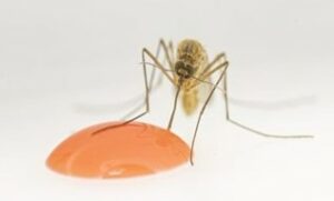 A Culex quinquefasciatus female feeding on the ATSB suspension